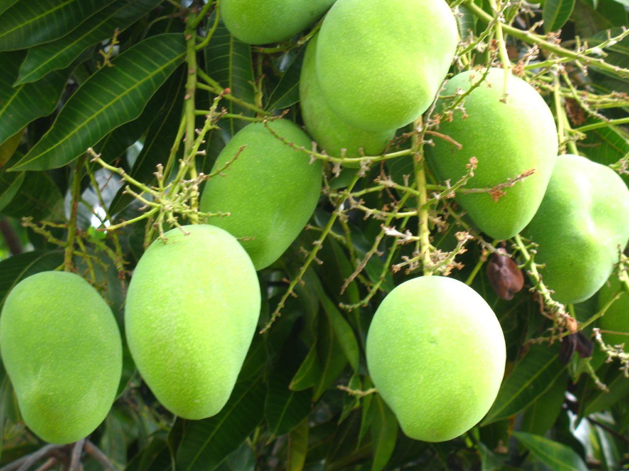 How to know if a mango is bad? - The definitive guide