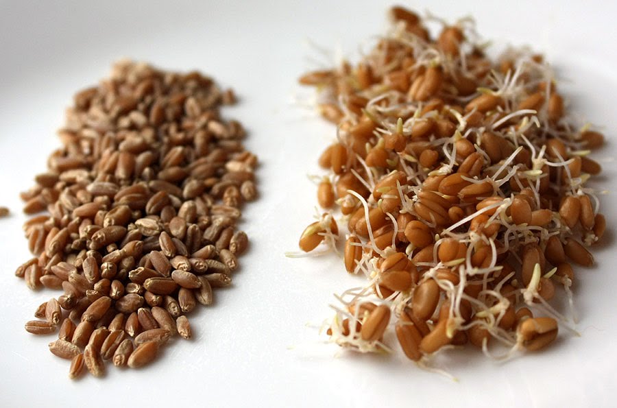 Kamut vs. Wheat - What's the difference?