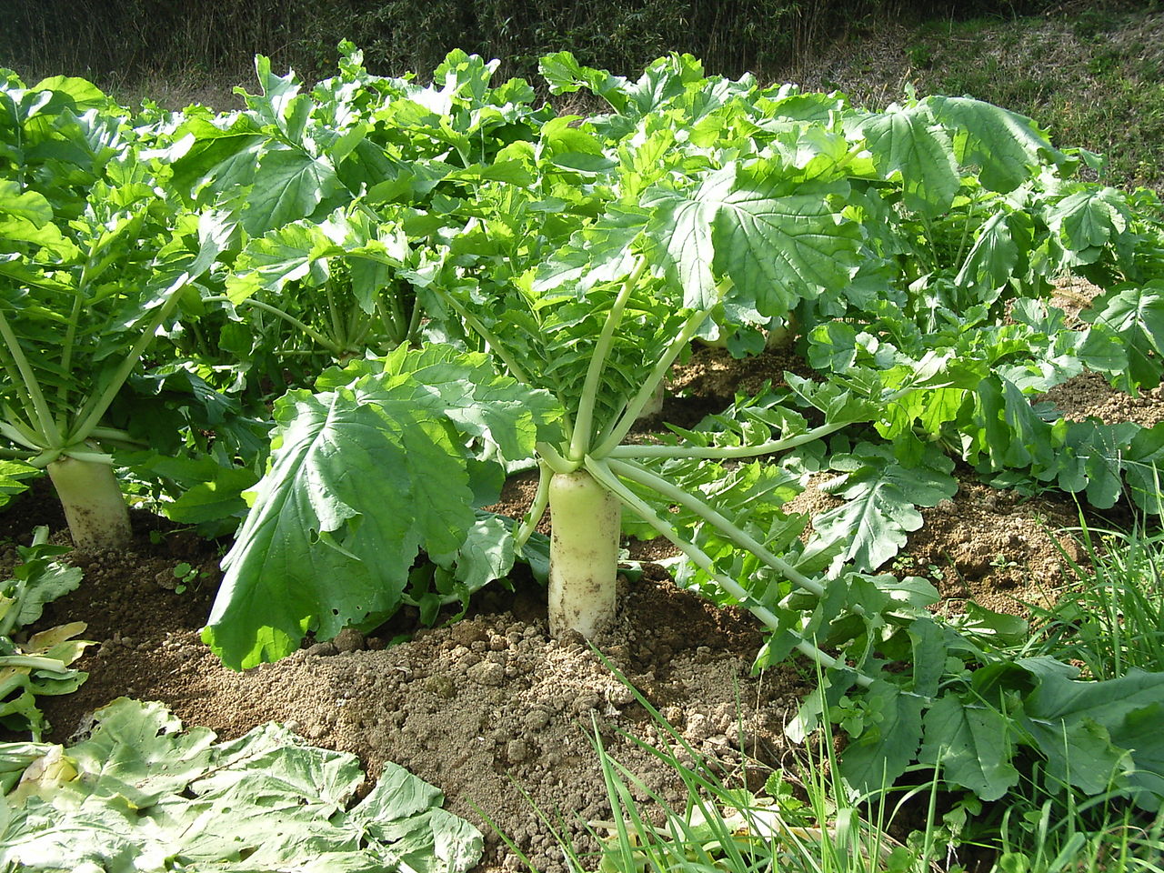 Daikon vs Radish - What is the difference?