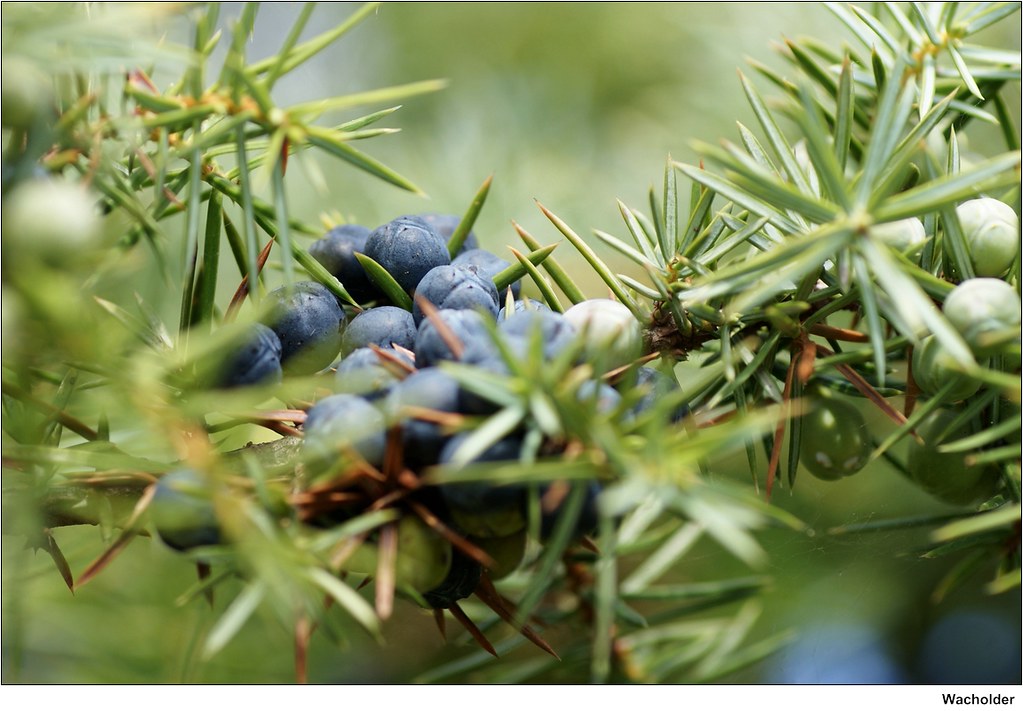 The best substitutes for juniper berries