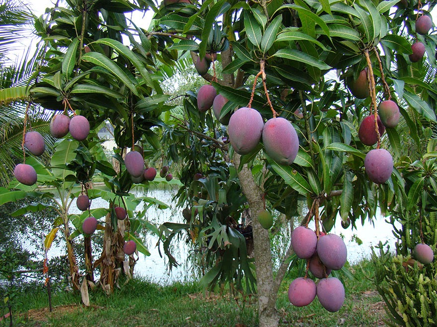 What does a mango taste like? - The Ultimate Guide