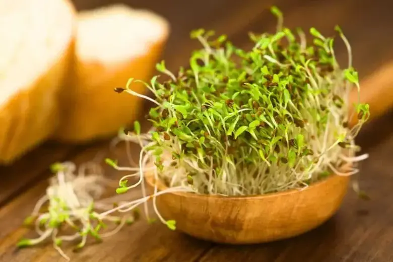 Broccoli Sprouts Vs. alfalfa sprouts - what's the difference?