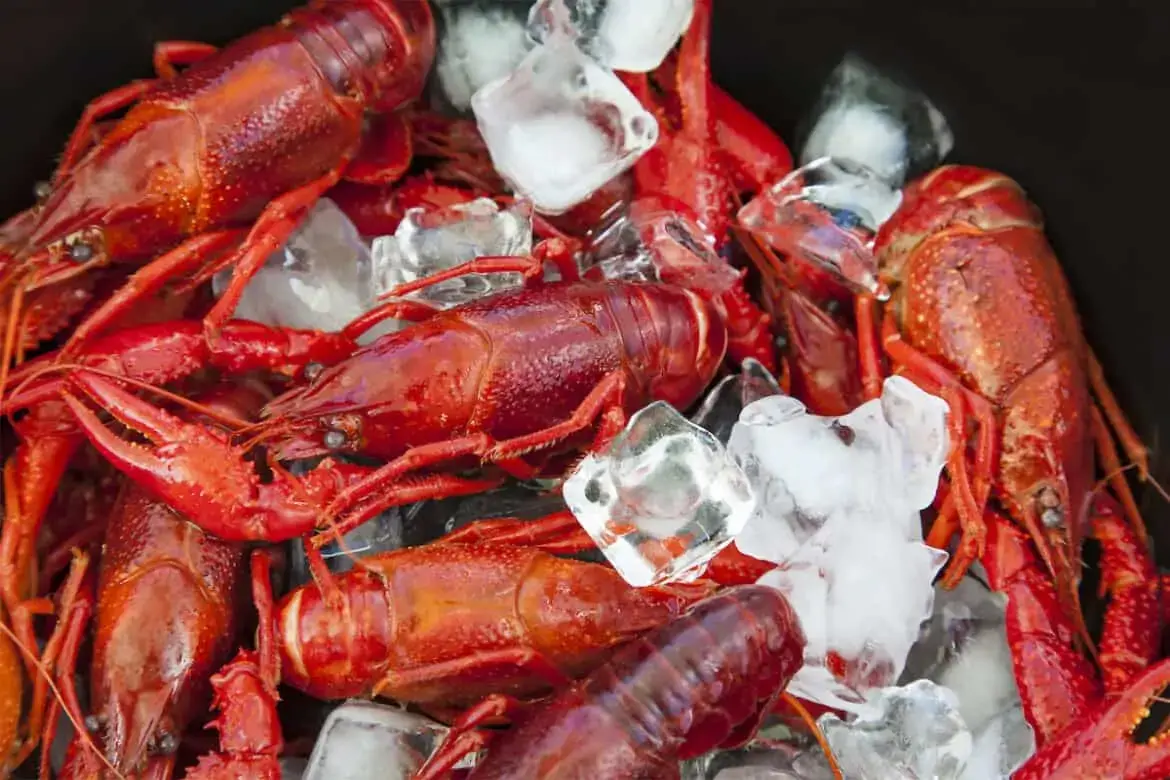 Can lobster be frozen?