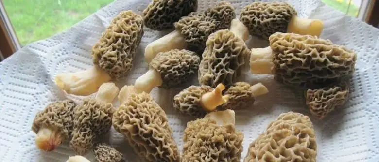 Can morels be frozen (and how exactly to do it)?
