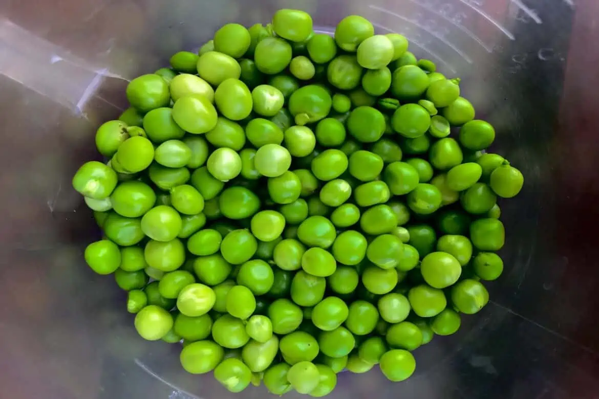 Can you eat raw peas?