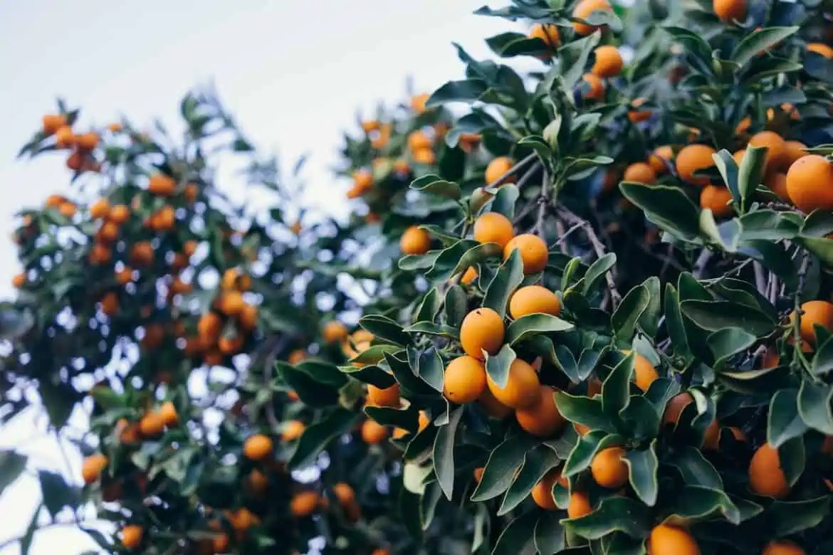 Kumquat vs. Loquat - What's the difference?