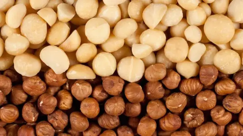 Macadamia nuts vs. Hazelnuts - What's the difference?