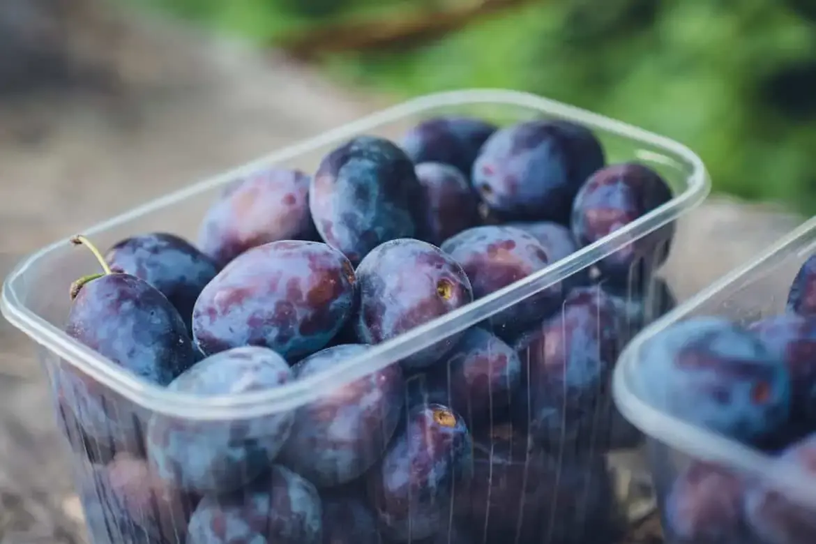 Prunes vs Prunes - What's the difference?
