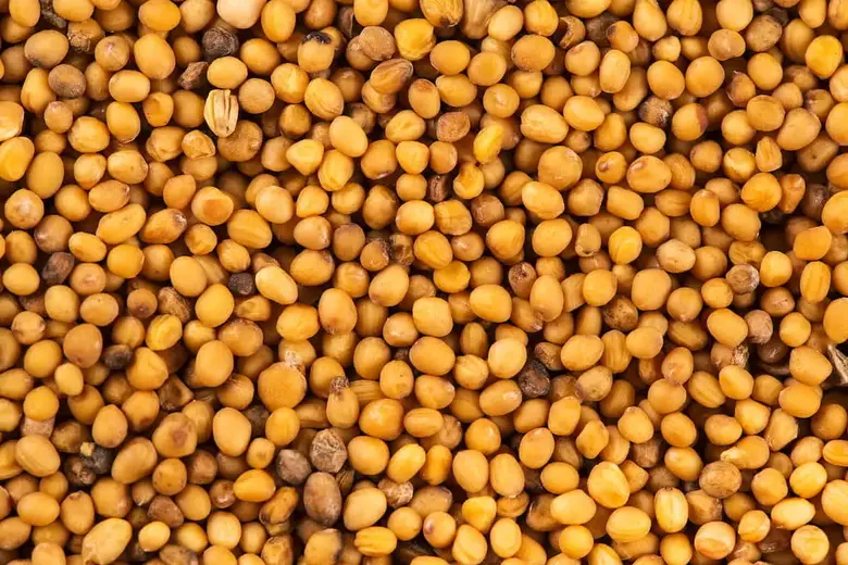 The 7 Best Substitutes for Mustard Seed