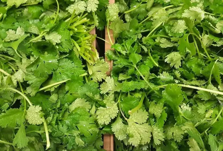 What does coriander smell like?