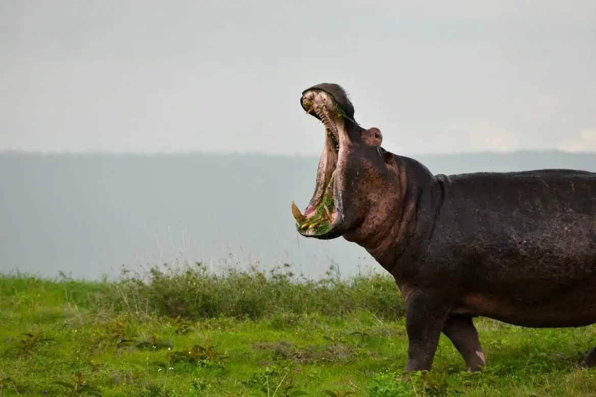 What does hippo meat taste like? - The Ultimate Guide