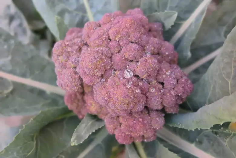 What is purple broccoli? - The Ultimate Guide